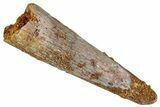 Fossil Pterosaur (Siroccopteryx) Tooth - Morocco #274324-1